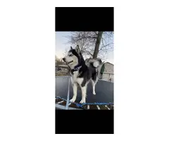 Purebred Husky puppies for sale - 8