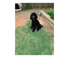 Three male standard poodle puppies for sale