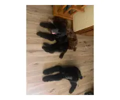 Three male standard poodle puppies for sale - 3