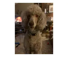 Three male standard poodle puppies for sale - 4
