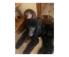Three male standard poodle puppies for sale - 5