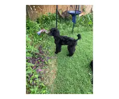 Three male standard poodle puppies for sale - 7