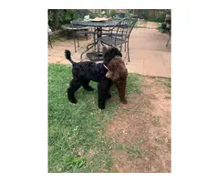 Three male standard poodle puppies for sale - 8
