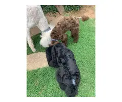 Three male standard poodle puppies for sale - 9