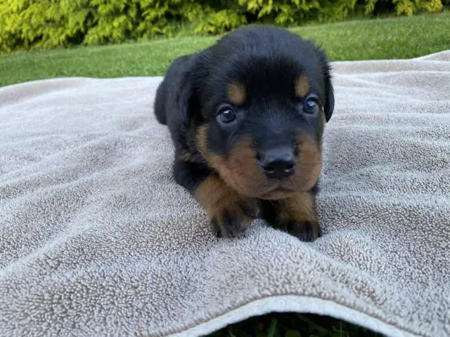 Healthy Rottweiler puppies in need of a good home - 1/9