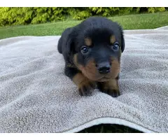 Healthy Rottweiler puppies in need of a good home