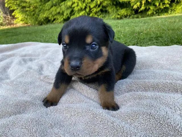 Healthy Rottweiler puppies in need of a good home - 2/9