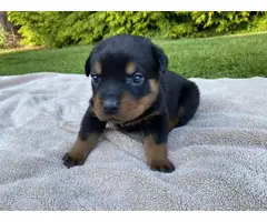 Healthy Rottweiler puppies in need of a good home - 2