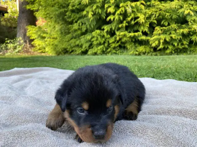 Healthy Rottweiler puppies in need of a good home - 3/9