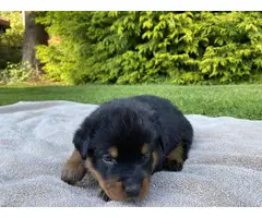 Healthy Rottweiler puppies in need of a good home - 3