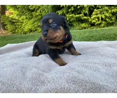 Healthy Rottweiler puppies in need of a good home - 4