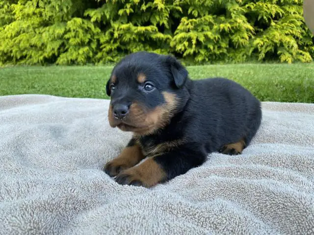 Healthy Rottweiler puppies in need of a good home - 5/9