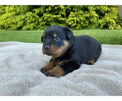 Healthy Rottweiler puppies in need of a good home - 5