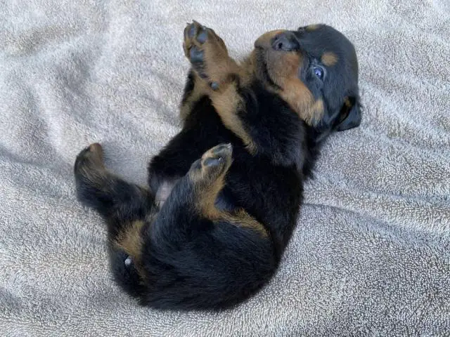 Healthy Rottweiler puppies in need of a good home - 6/9