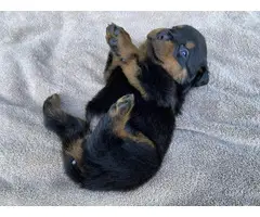 Healthy Rottweiler puppies in need of a good home - 6