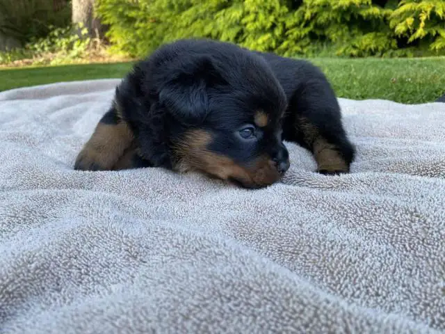 Healthy Rottweiler puppies in need of a good home - 7/9