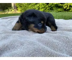 Healthy Rottweiler puppies in need of a good home - 7
