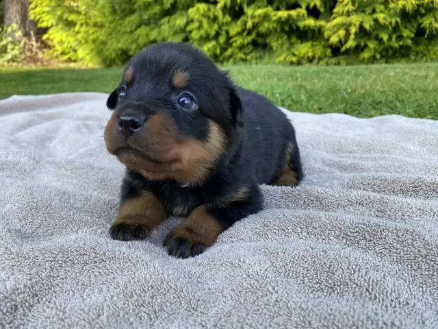 Healthy Rottweiler puppies in need of a good home - 8/9