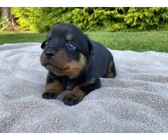 Healthy Rottweiler puppies in need of a good home - 8