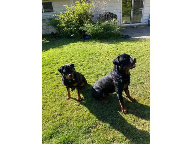 Healthy Rottweiler puppies in need of a good home - 9/9