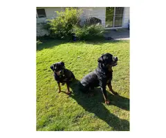 Healthy Rottweiler puppies in need of a good home - 9