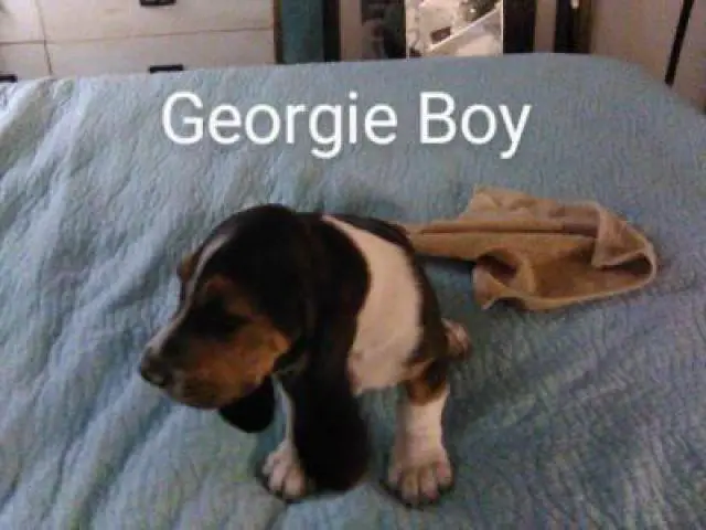 Tricolored Basset hound puppies for sale - 2/12