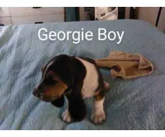 Tricolored Basset hound puppies for sale - 2