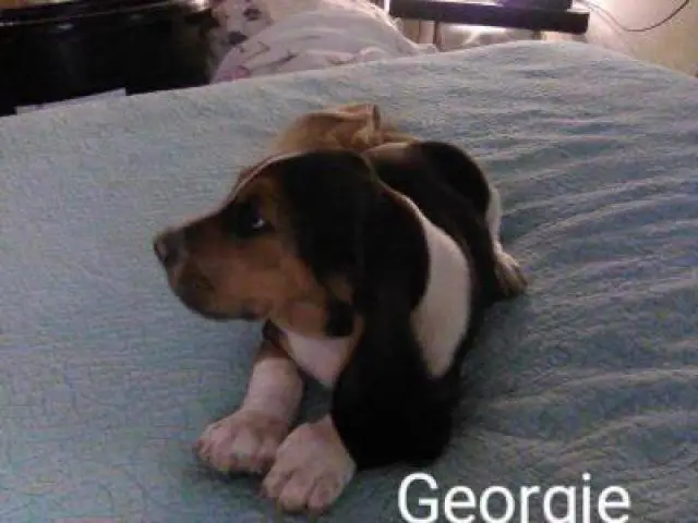 Tricolored Basset hound puppies for sale - 4/12