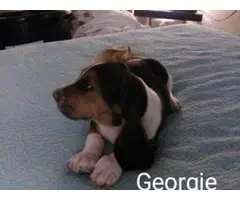Tricolored Basset hound puppies for sale - 4