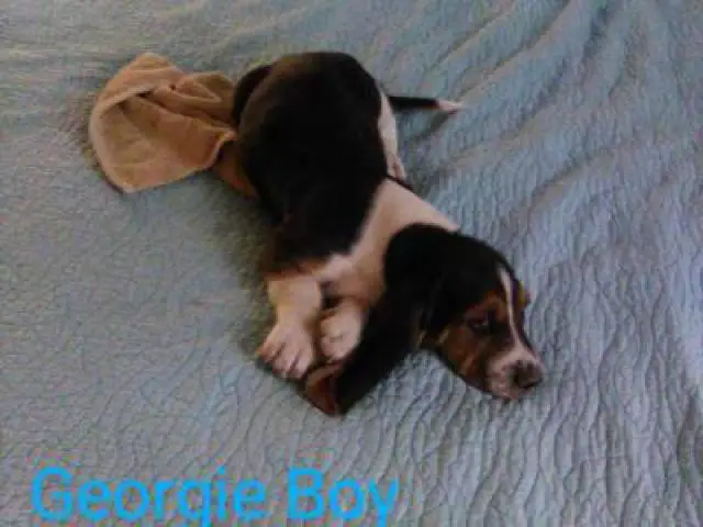 Tricolored Basset hound puppies for sale - 5/12