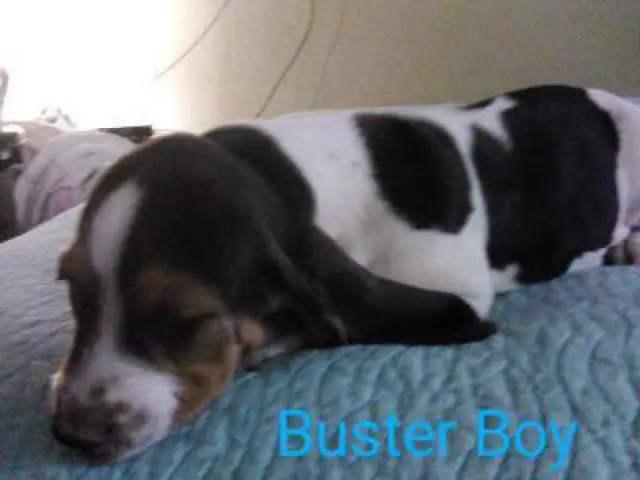 Tricolored Basset hound puppies for sale - 6/12