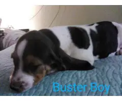 Tricolored Basset hound puppies for sale - 6