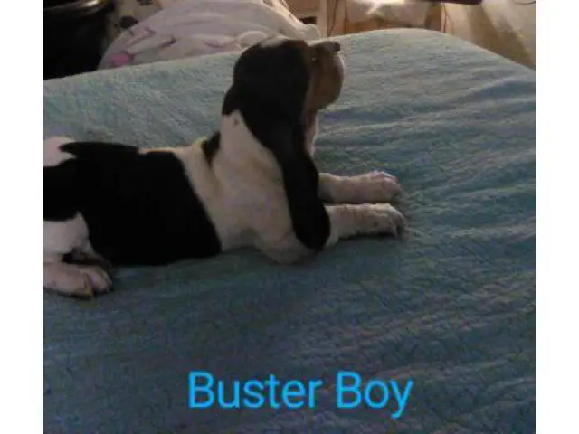 Tricolored Basset hound puppies for sale - 7/12