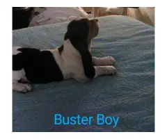 Tricolored Basset hound puppies for sale - 7