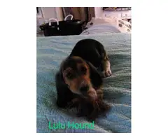 Tricolored Basset hound puppies for sale - 10