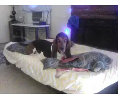 Tricolored Basset hound puppies for sale - 11