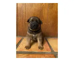 AKC Registered German Shepherd puppies - 9