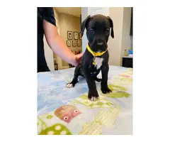 Six Great Dane puppies looking for a good forever home