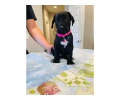 Six Great Dane puppies looking for a good forever home - 2