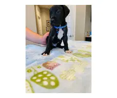 Six Great Dane puppies looking for a good forever home - 3