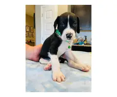 Six Great Dane puppies looking for a good forever home - 5