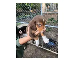 Beagle puppies - 9
