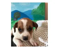 Jack Russell Chihuahua puppies for sale - 2
