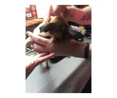 Jack Russell Chihuahua puppies for sale - 4