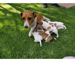 Jack Russell Chihuahua puppies for sale