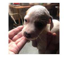 Jack Russell Chihuahua puppies for sale