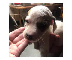 Jack Russell Chihuahua puppies for sale - 7