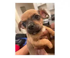 Chihuahua puppies mini teacup - 3