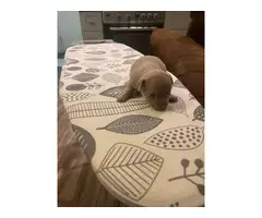 Chihuahua puppies mini teacup - 9