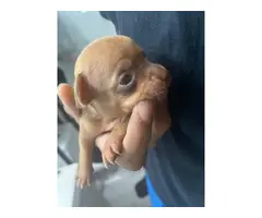 Chihuahua puppies mini teacup - 16